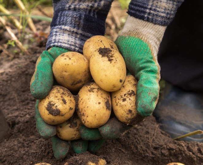 Тихая угроза для урожая: когда зола из удобрения превращается в яд для растений