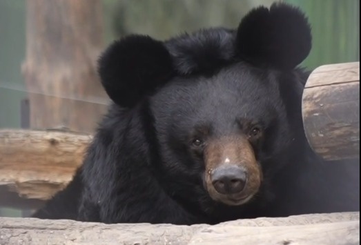    Фото и видео: Новосибирский зоопарк