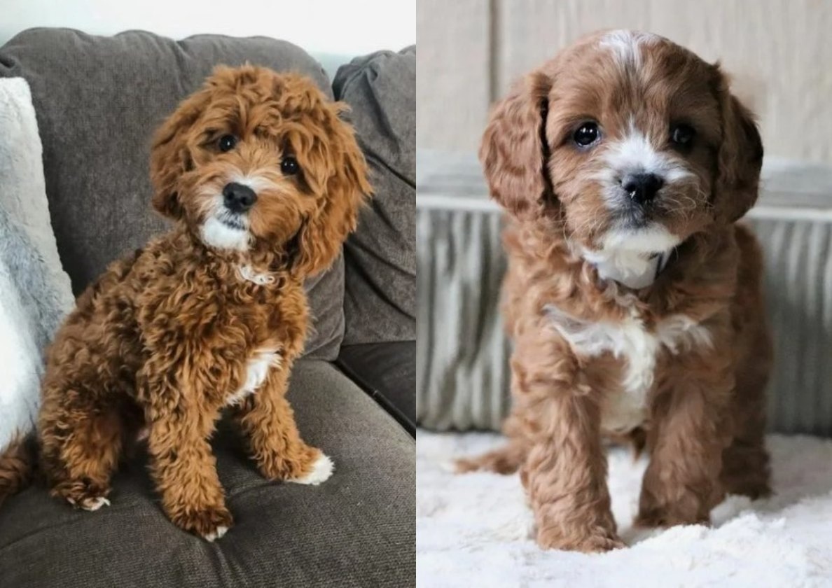 Ковапу: кавалер кинг чарльз спаниель + пудель 