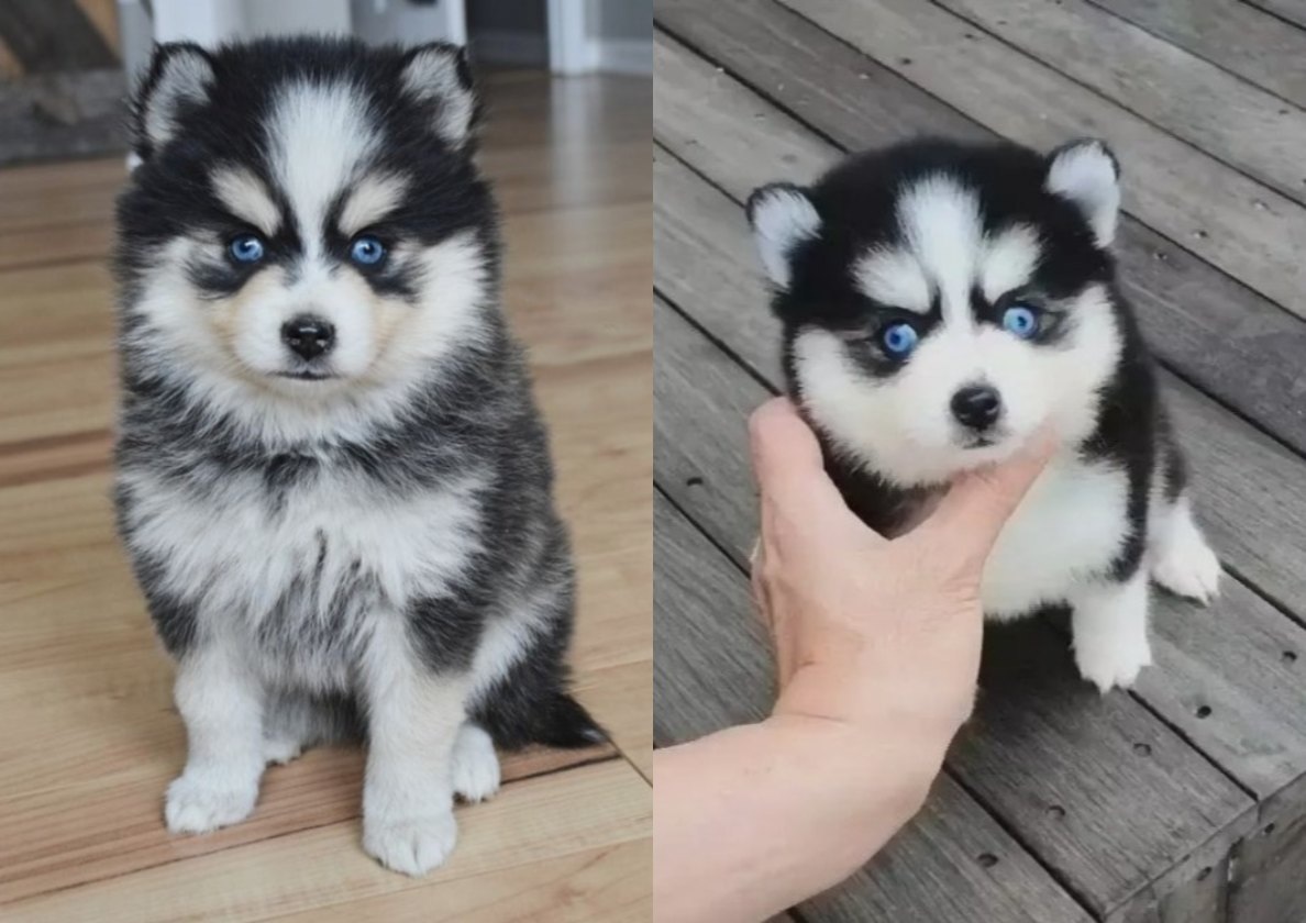 Помски: померанский шпиц + сибирский хаски 