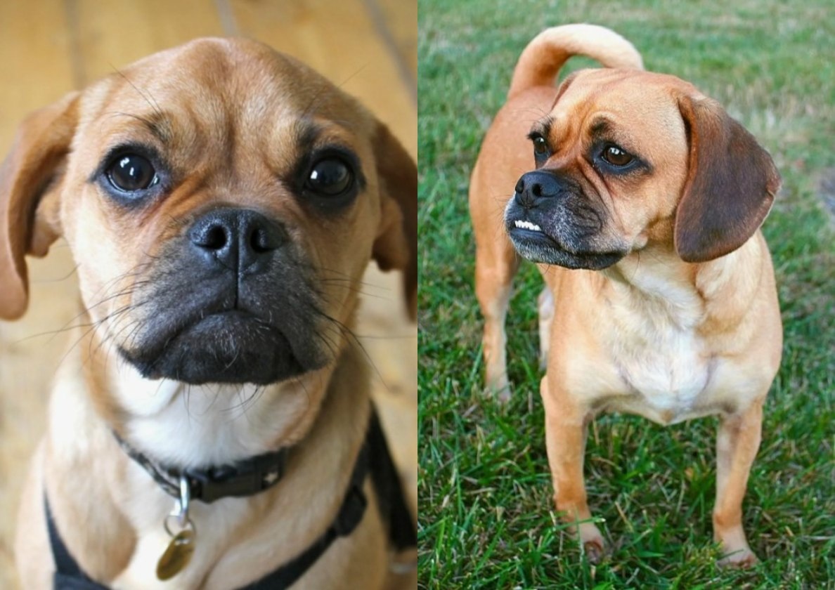 Пагль: бигль + мопс 