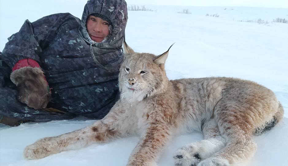 Нежданная гостья | Как рысь прижилась на суровом Ямале
