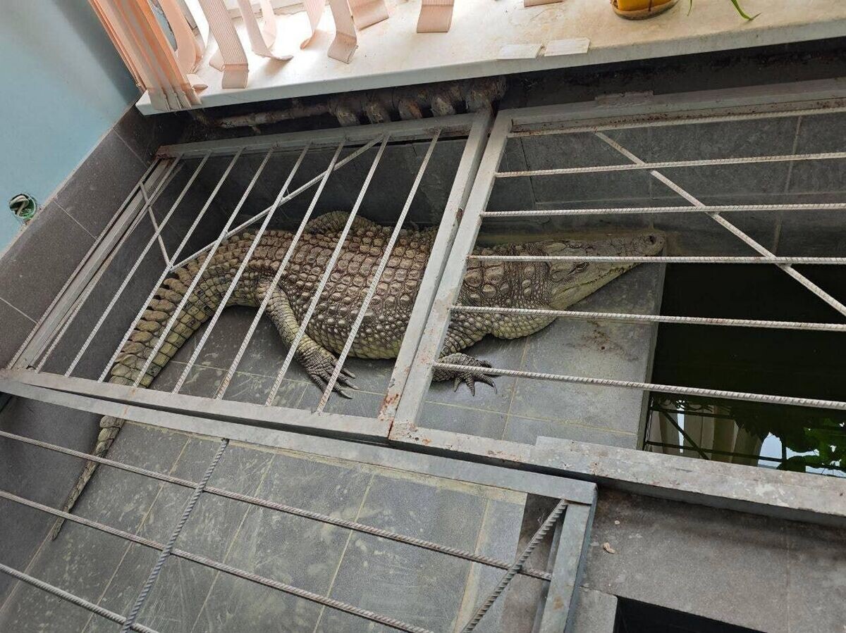    Крокодил по кличке Глафира в редакции "Обнинск-ТВ"© Фото : соцсети