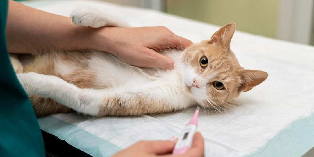 «Назначение медикаментов на глаз»: владельцы животных обратились с жалобами на ветклинику в Орехово-Зуево