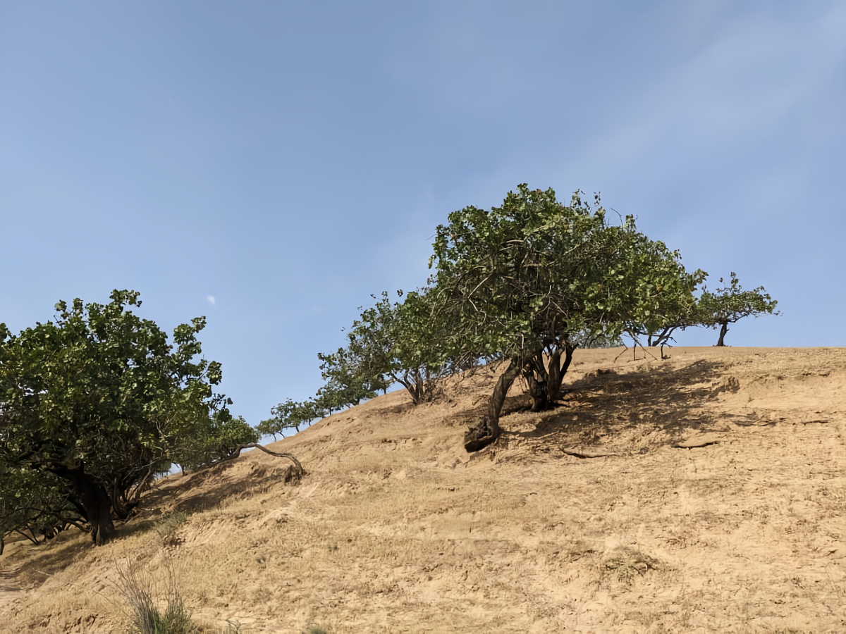 Дикий фисташковый лес в Кыргызстане, об Джалал-Абад 