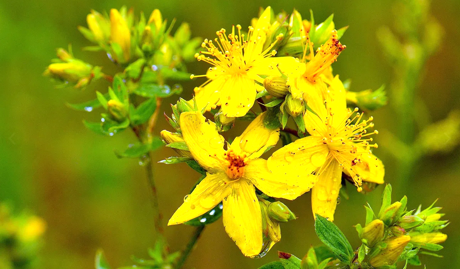 Зверобой