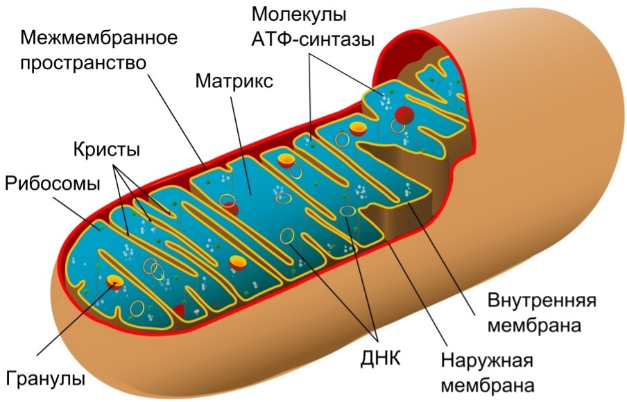 Структура митохондрии