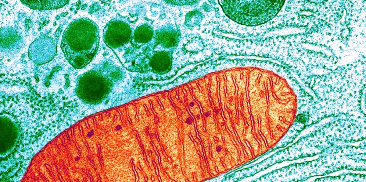 Электронная микрофотография митохондрии внутри клетки