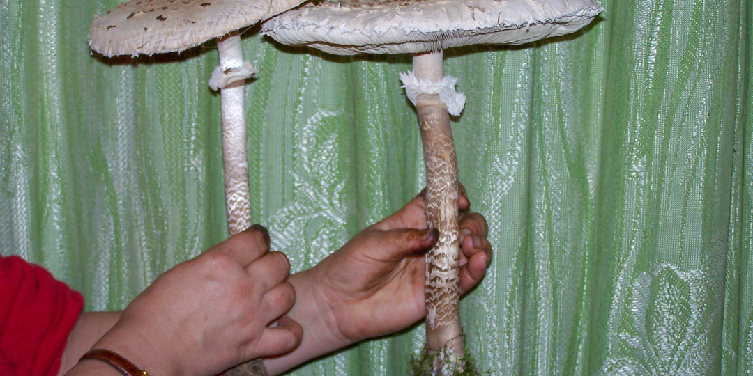 Котлеты и сушёных ножек Грибов-зонтиков.