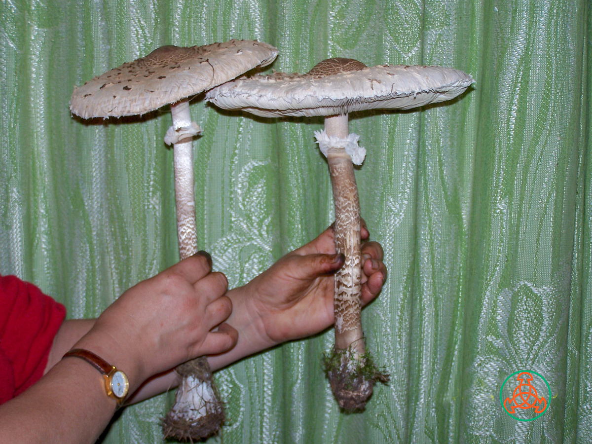 Гриб-зонтик пёстрый -Macrolepiota procera