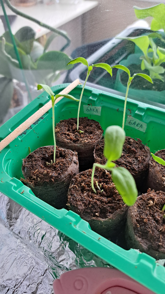 Вот как раз, у меня вытянулись баклажаны от избыток влажности и слабой досветки.