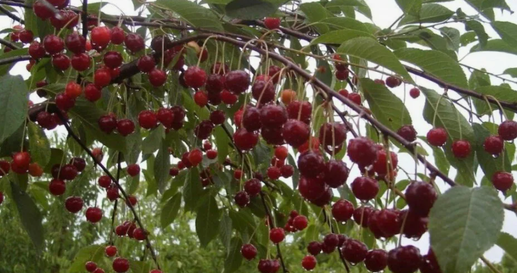 Соседи с которыми вишня не дружит и поэтому не даёт урожай