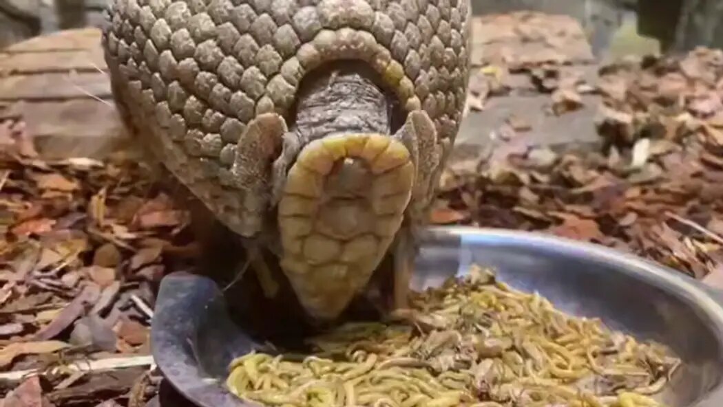    Фото: стоп-кадр видео от пресс-службы Ленинградского зоопарка