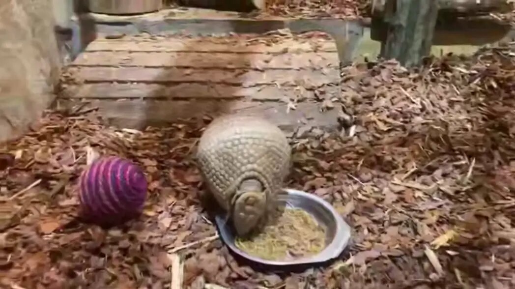    Фото: стоп-кадр видео от пресс-службы Ленинградского зоопарка