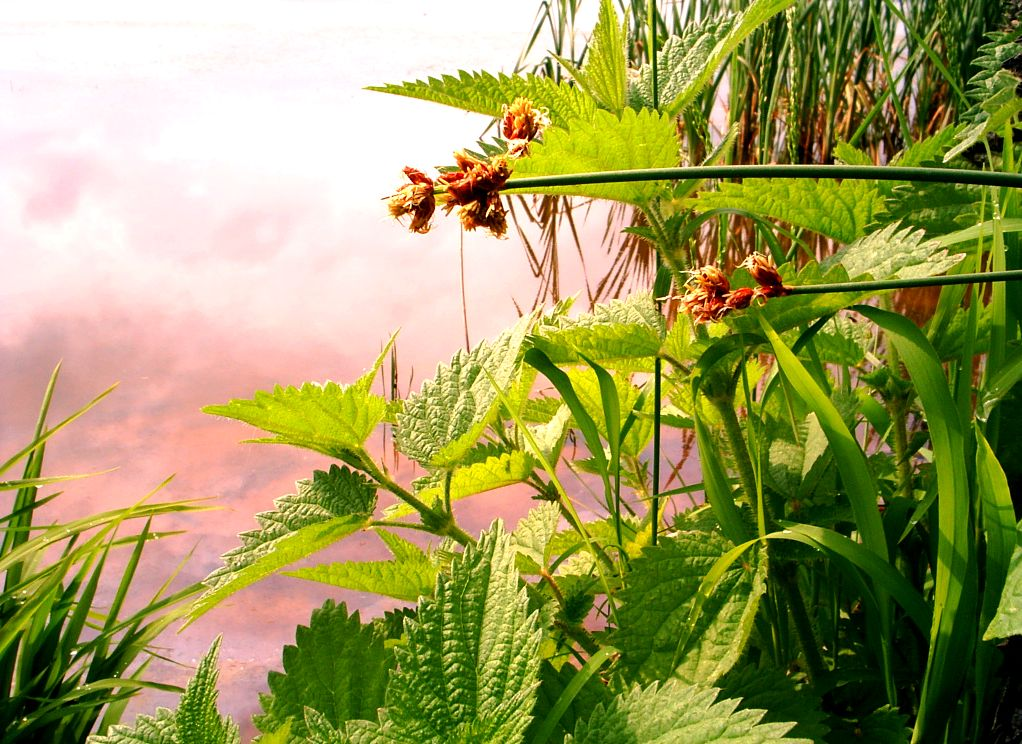 Крапивка обладает изумительным запахом и за это я ее люблю. ;-)  Фото автора.