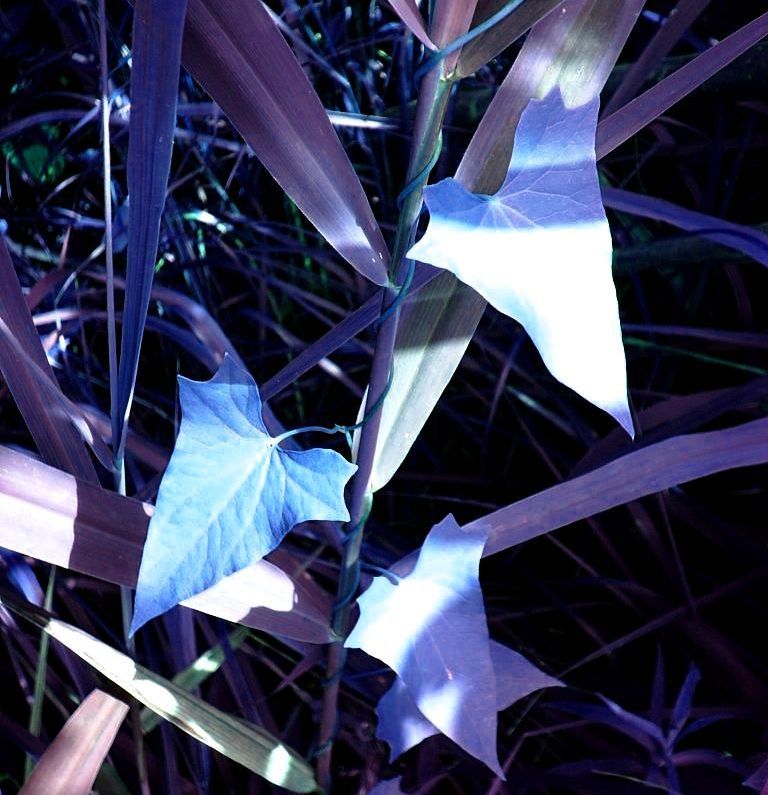 Взгляд на листочки через аквамариновые очки.