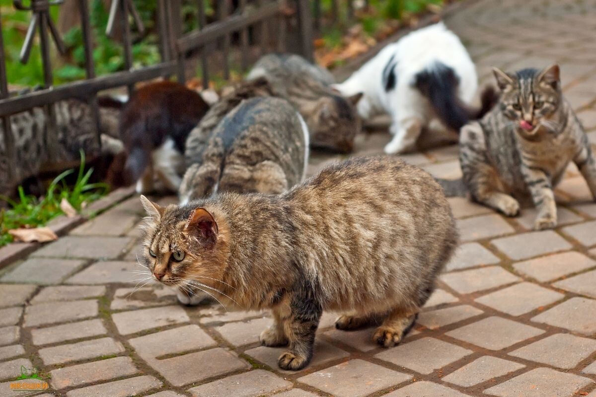 Одичавшие кошки 