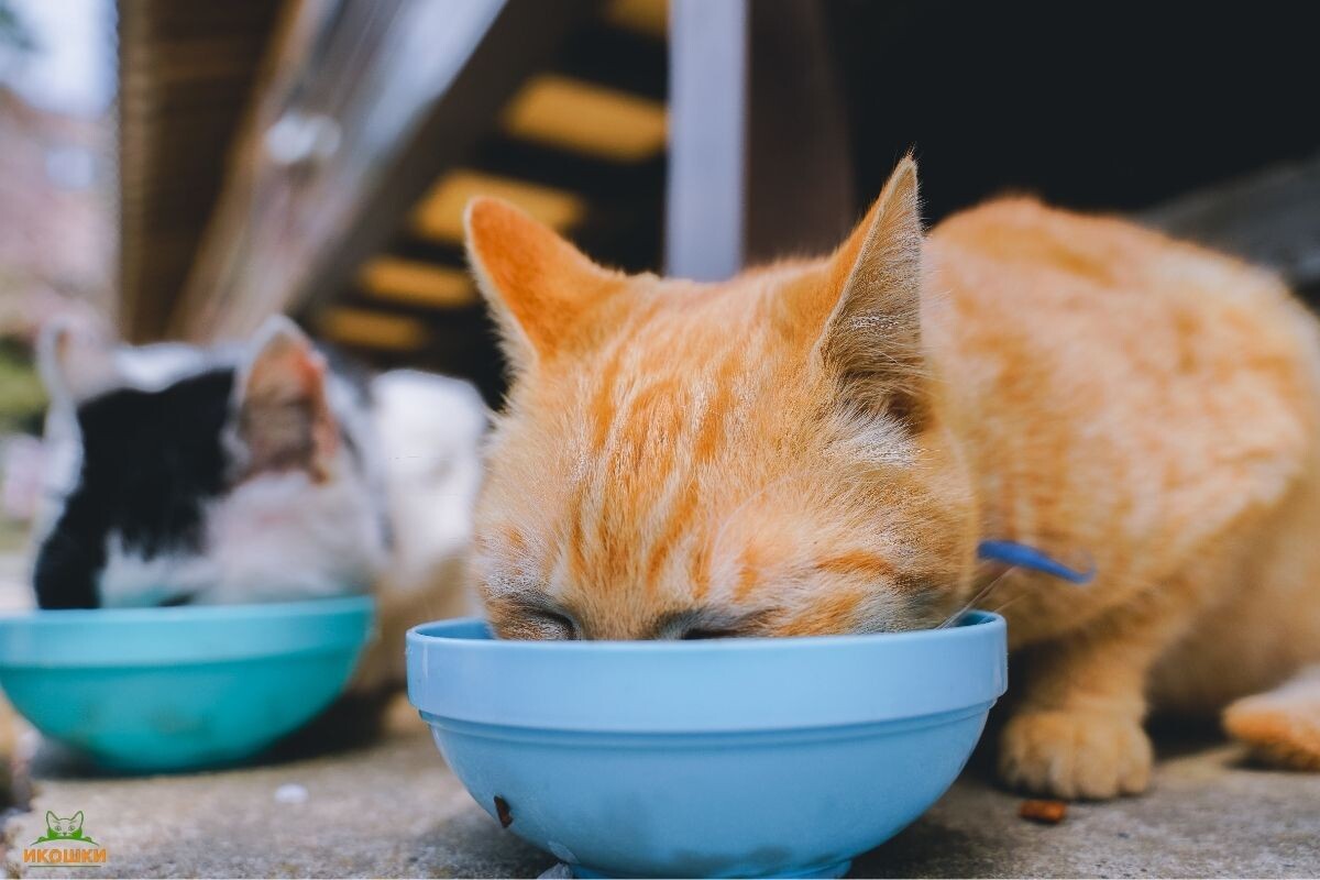 Уличные кошки едят корм 