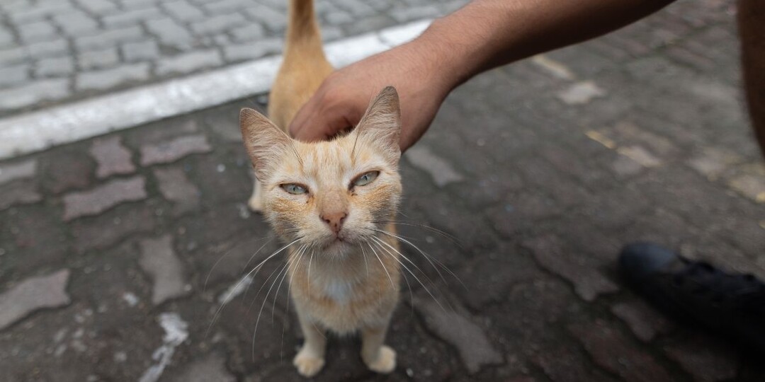 Как завоевать доверие бездомной кошки: честно о рисках, терпении и счастливых финалах