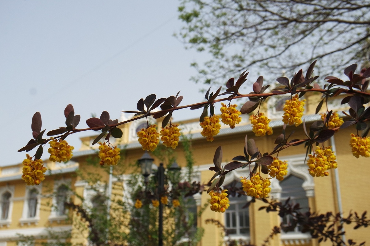 барбарис цветёт в Кисловодске