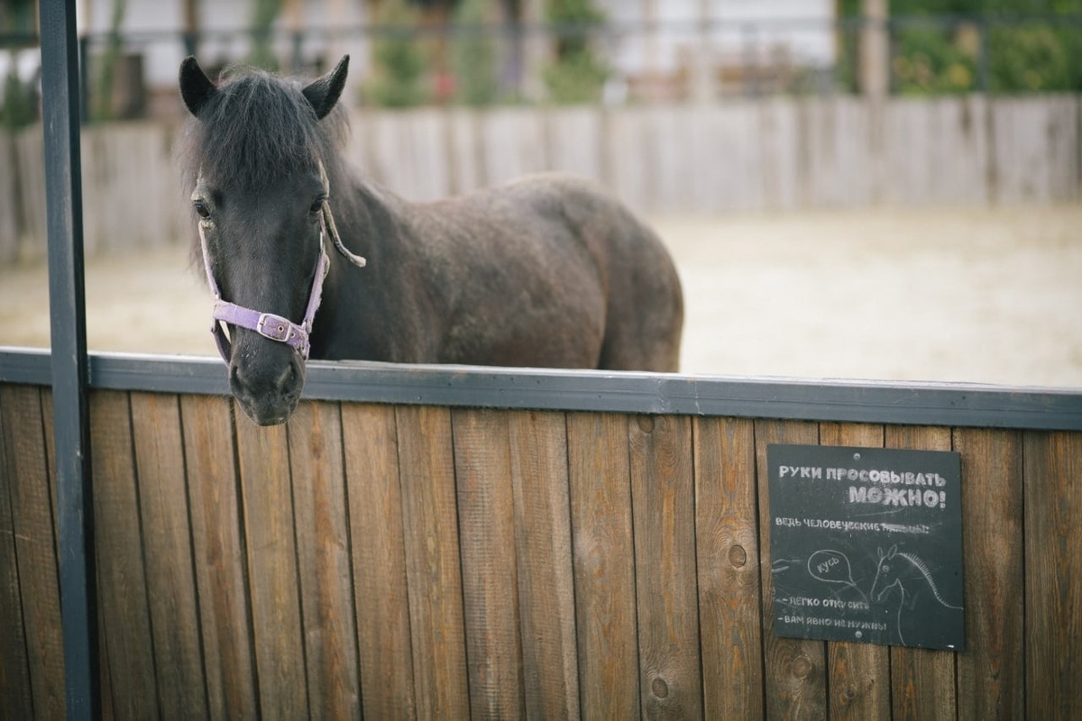 Шетлендский пони Шурик на ферме Viva Lavanda 