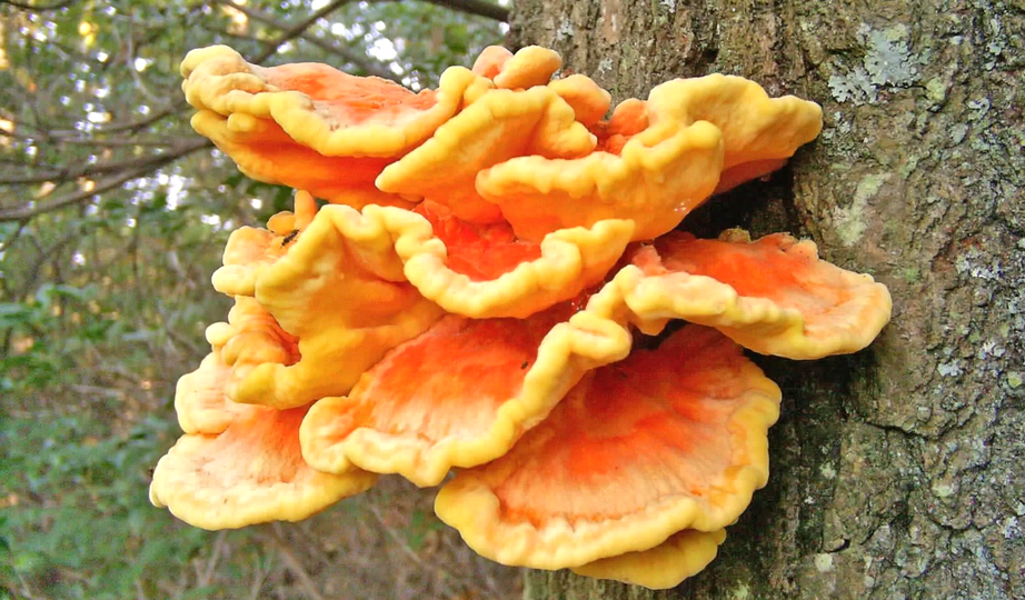 Гриб Трутовик серно-жёлтый