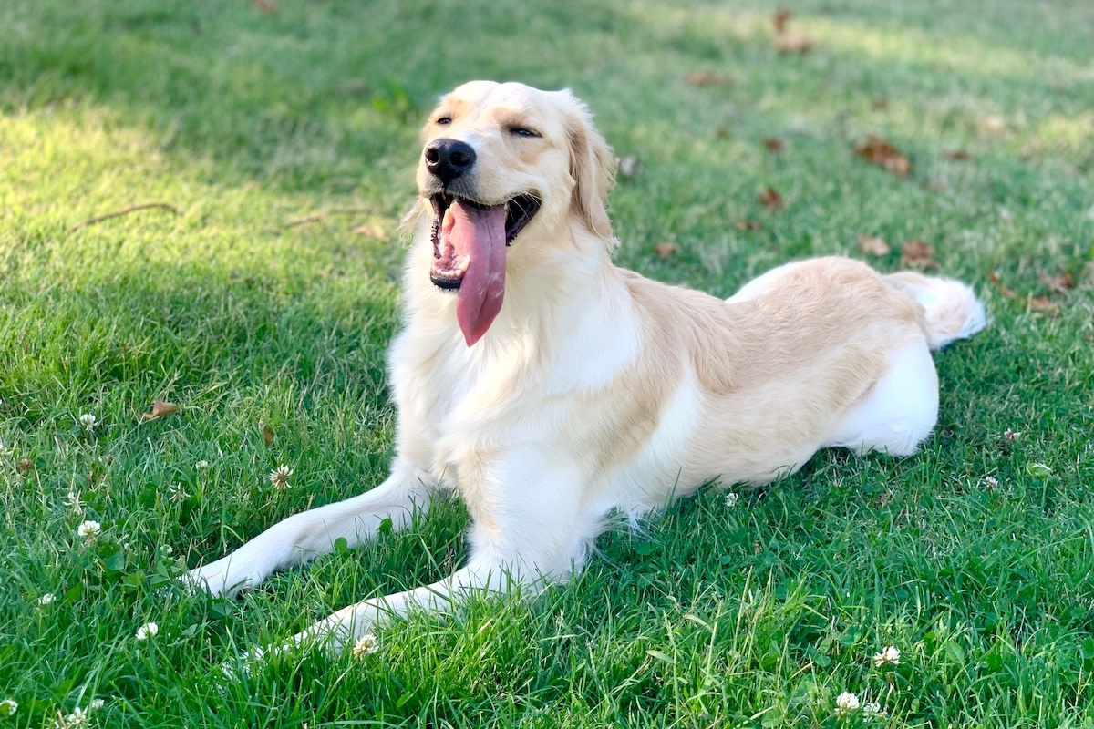 источник фото: https://media.zenfs.com/en/pethelpful_915/f9d25596a1d658da3dfefbd26b8407d4