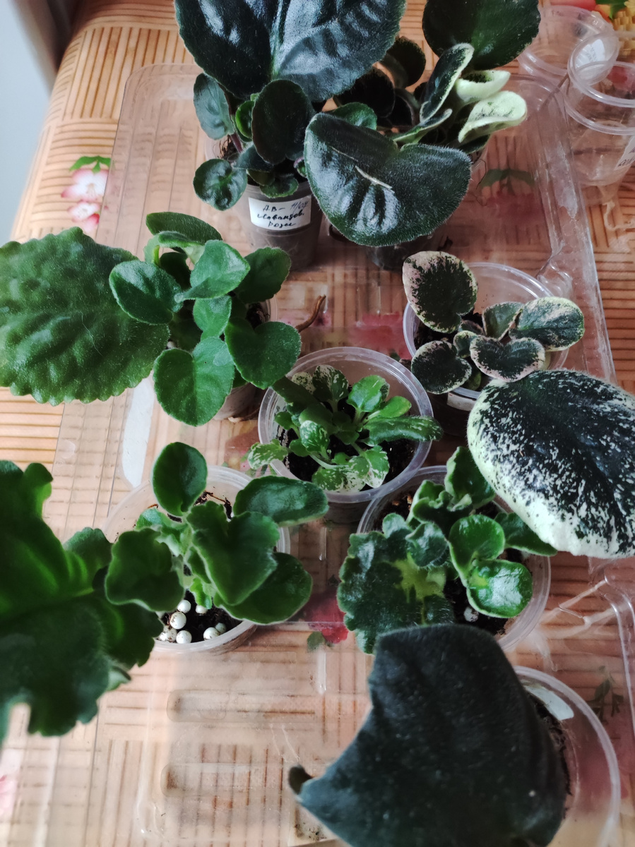 Этих деток сегодня мне нужно отсадить от материнского листа.