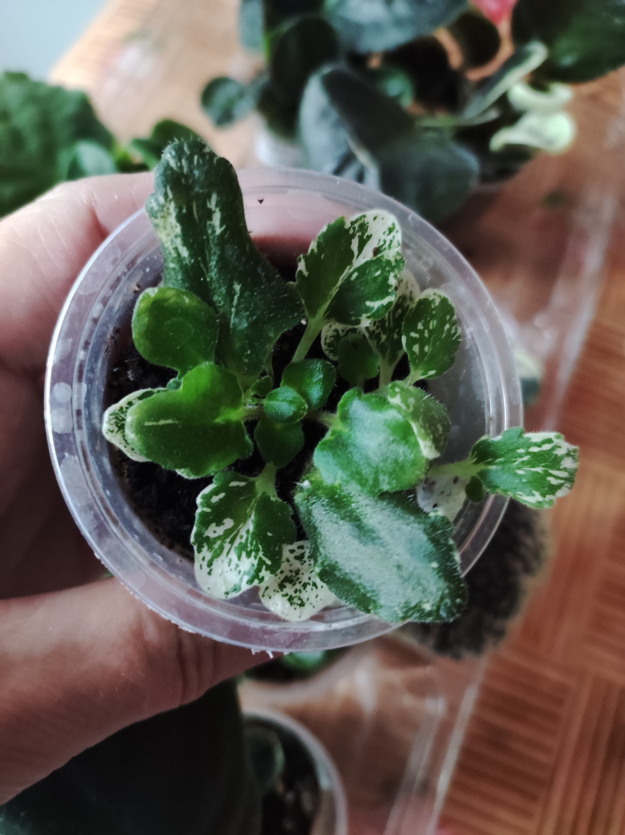 Ав- Контрольный выстрел 