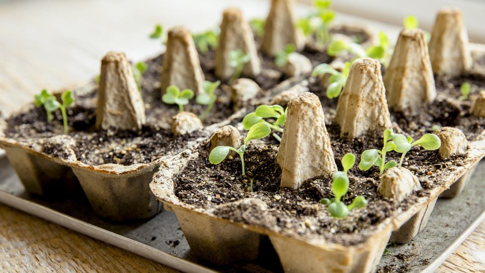 Свежая зелень в яичных лотках растет быстрее при правильном освещении