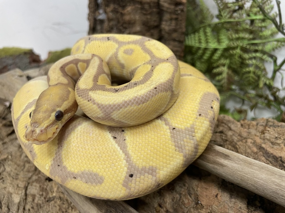 Питон королевский Coral Glow Pastel 