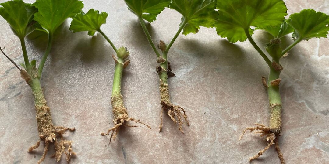 Неизбитый способ получить много черенков + осеннее черенкование пеларгоний за 2 недели