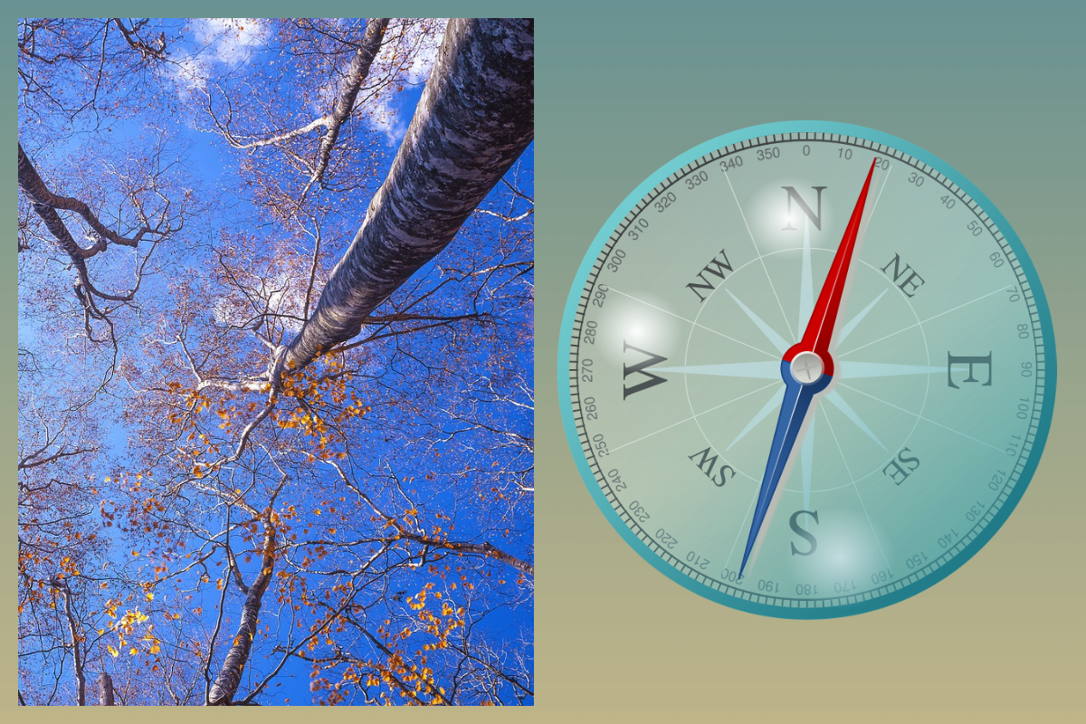 Симол дня по Лунному календарю 26.11.2025 - Роза ветров/pixabay.com