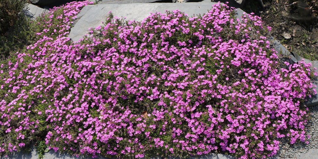 Посадка шиловидного флокса без ошибок: освещение, почва, полив, обрезка