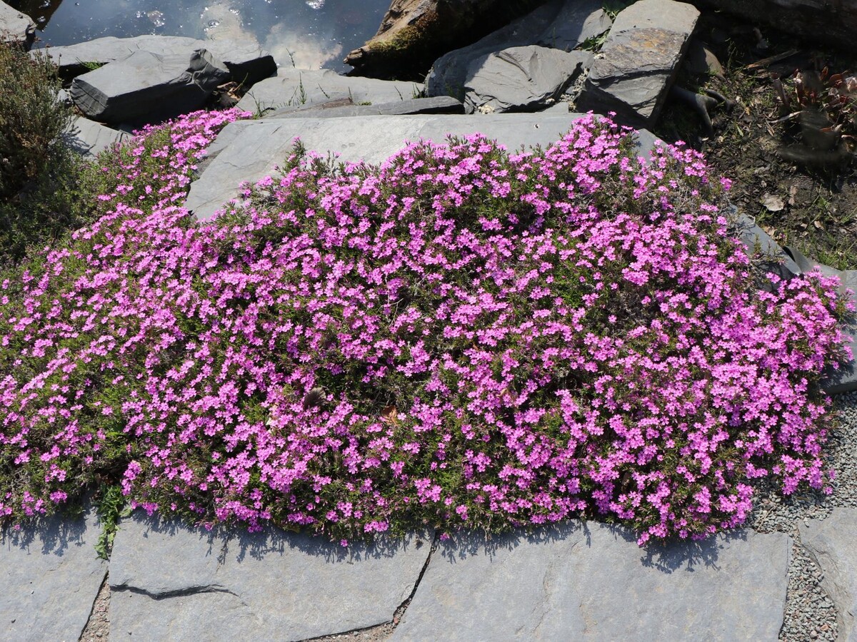 Фото: флокс шиловидный Цвергентеппих