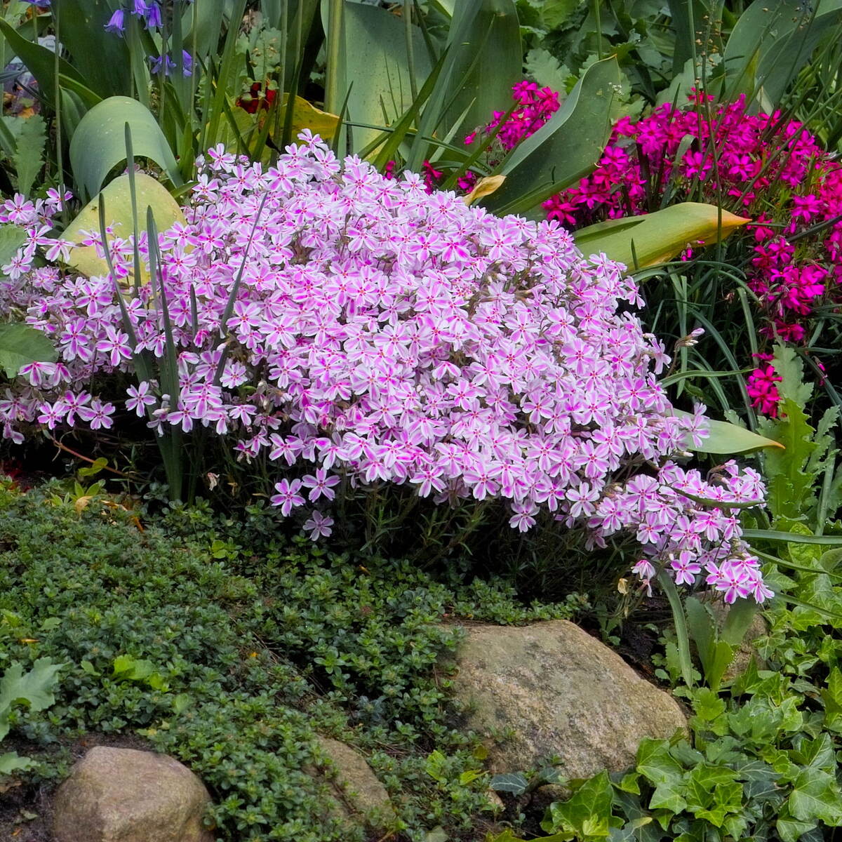 Фото: флокс шиловидный Кэнди Страйпс
