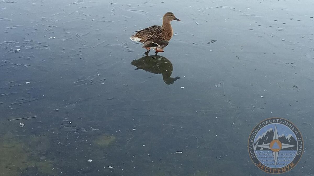    Фото: t.me/koshkispas