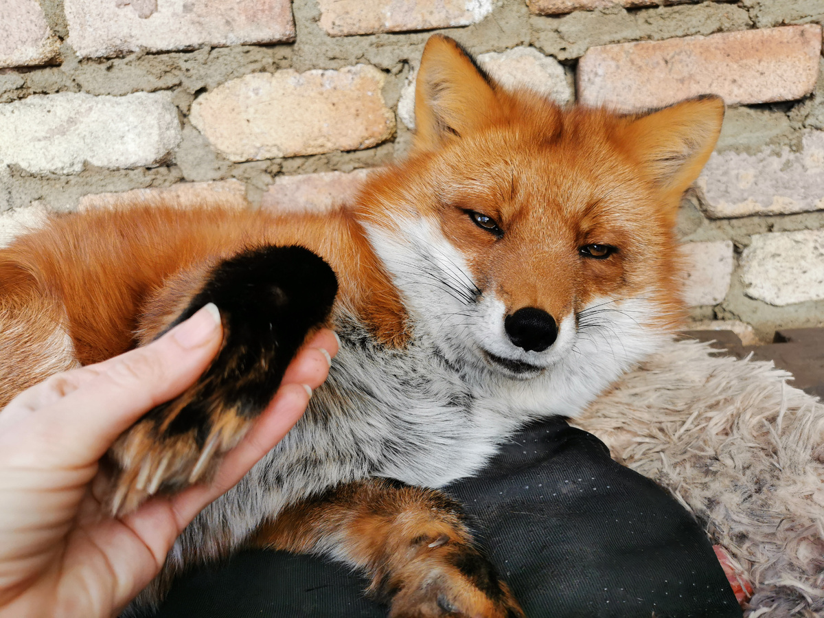 Лиса Василиса