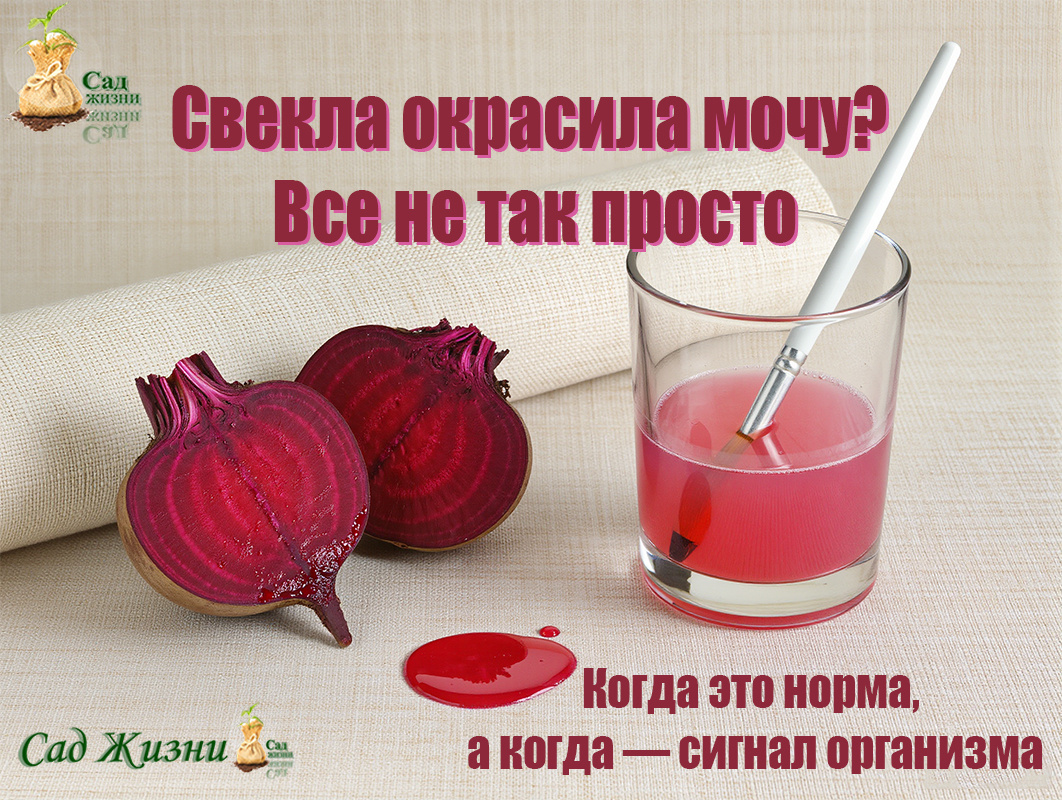 Почему свекла красит не только борщ, но и мочу? Правда, о которой редко говорят
