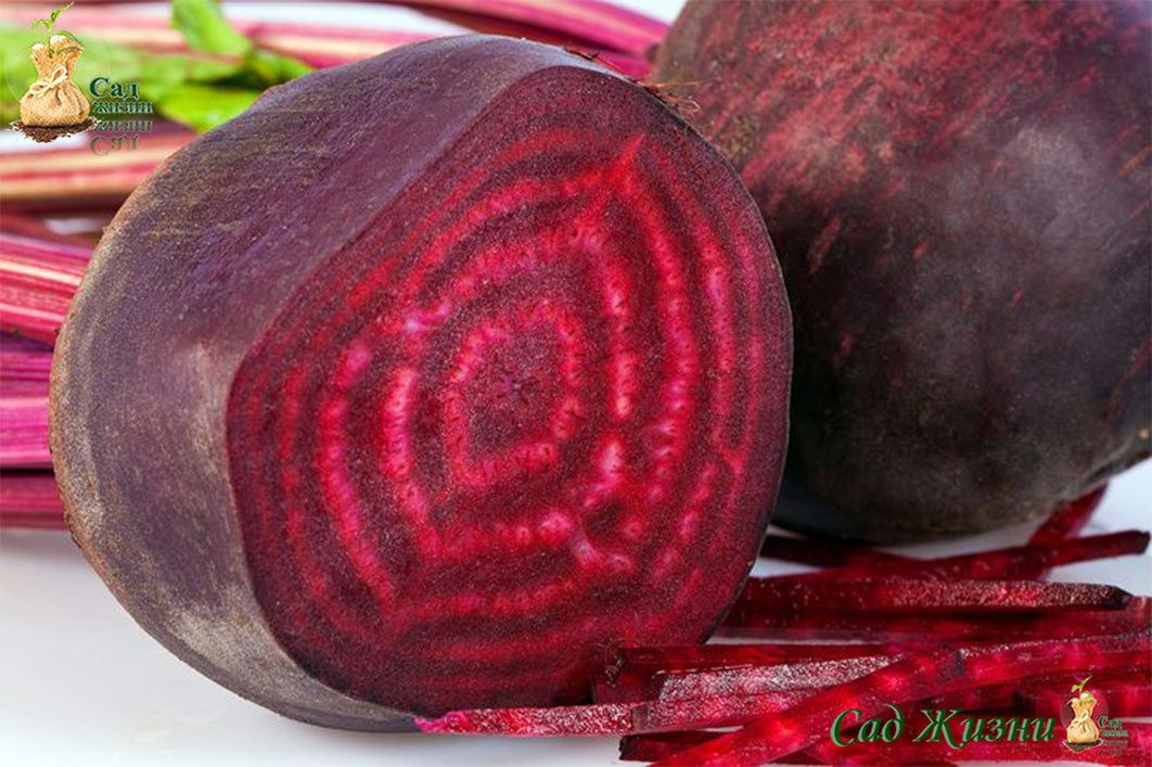 Почему свекла красит не только борщ, но и мочу? Правда, о которой редко говорят