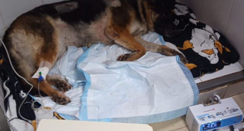    Тг-канал "Волгоград №1"