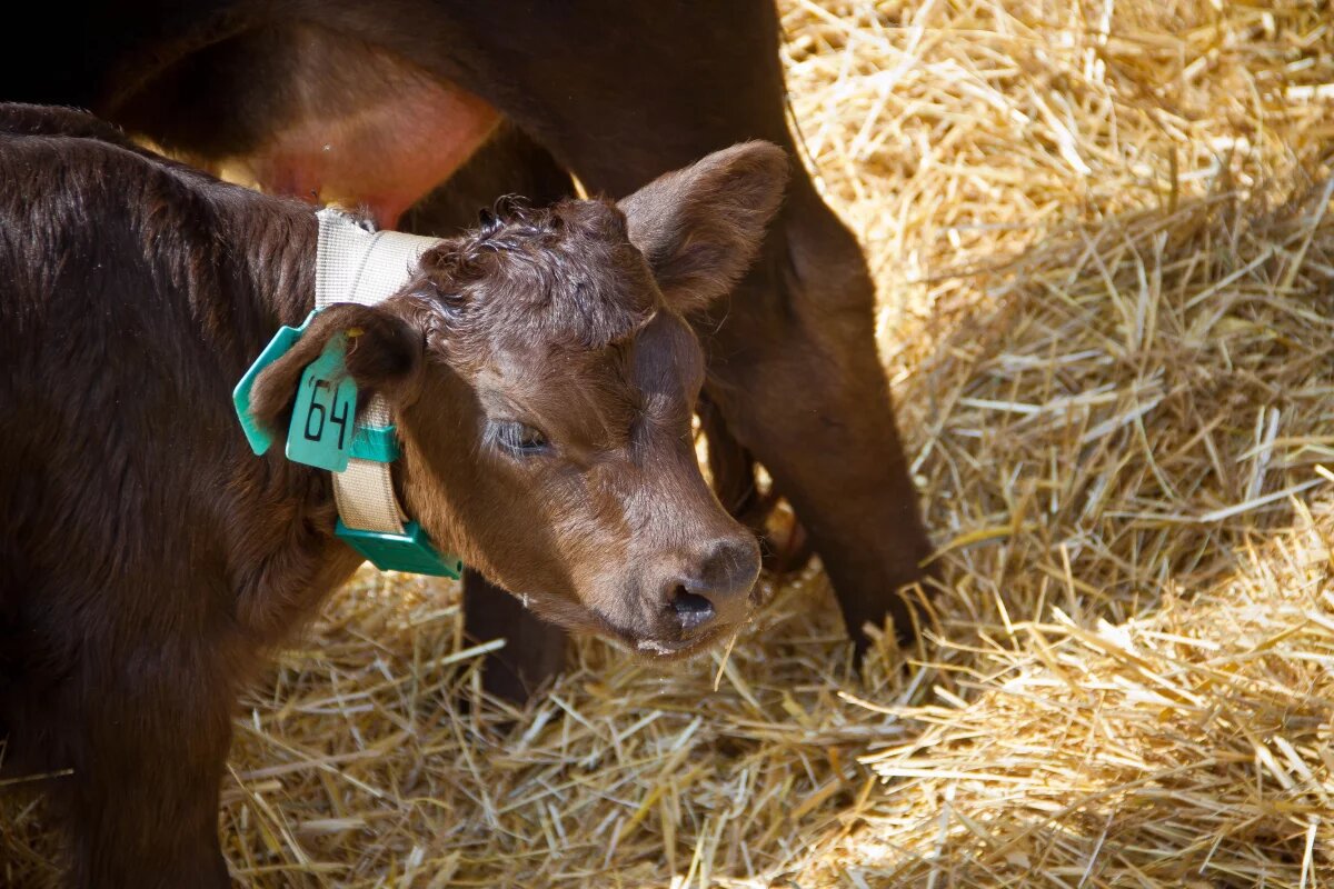    Нижегородское сельское хозяйство показывает рост выше промышленности