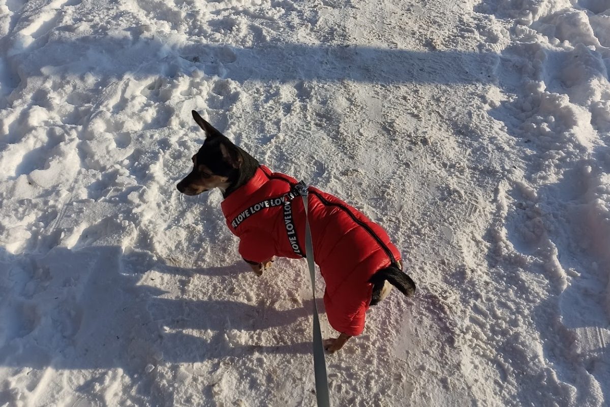    Некоторые породы требуют дополнительной защиты в холодное время года