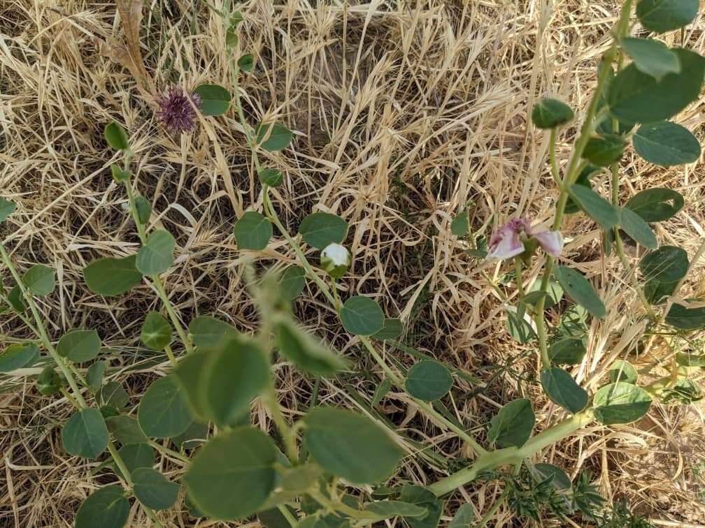 КЫРГЫЗСТАН, об Джалал Абад 