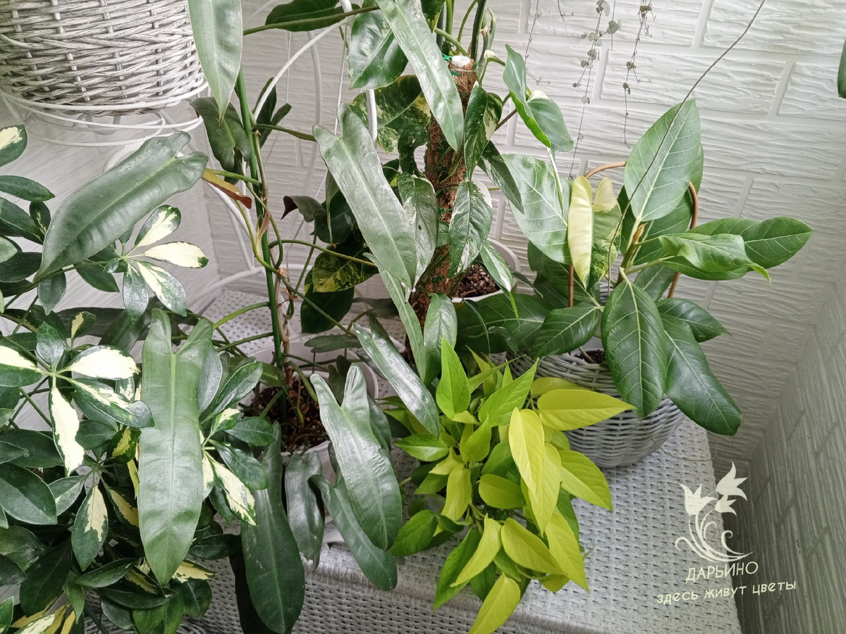 Уголок с ароидными на лоджии