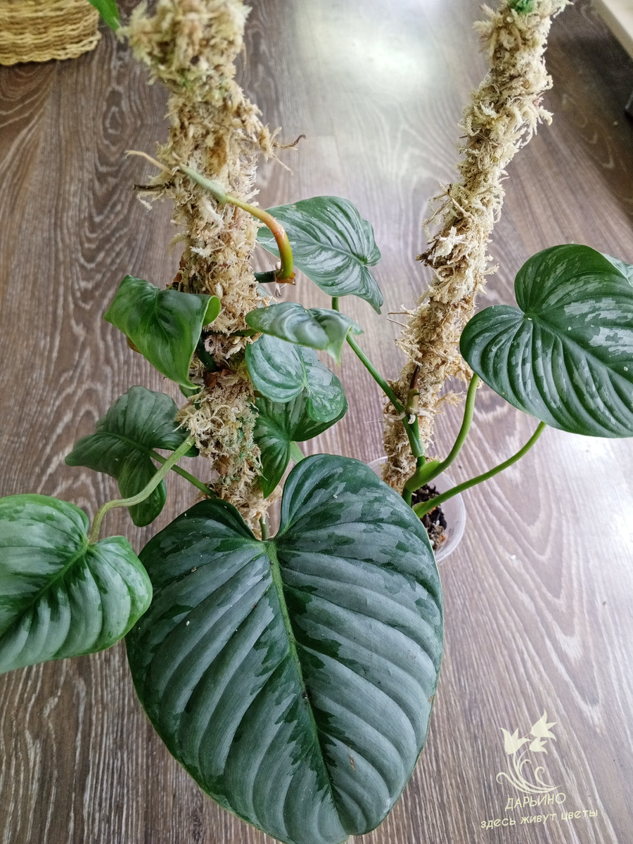 Филодендроны "Мамей" и "Содирой офф"