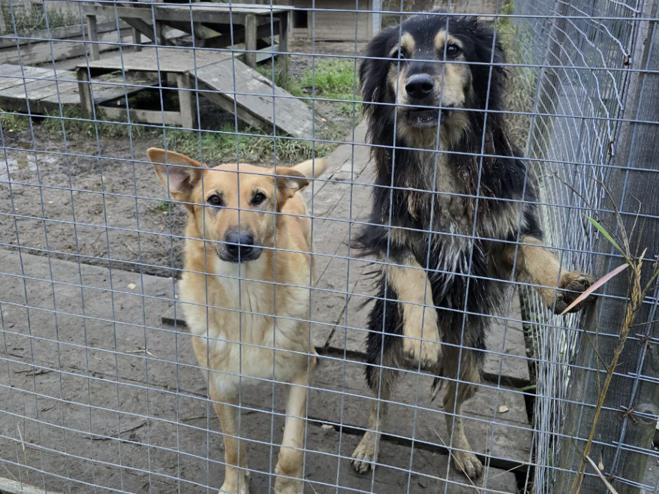    Фото: МедиаБанк Подмосковья/Яна Шаливская