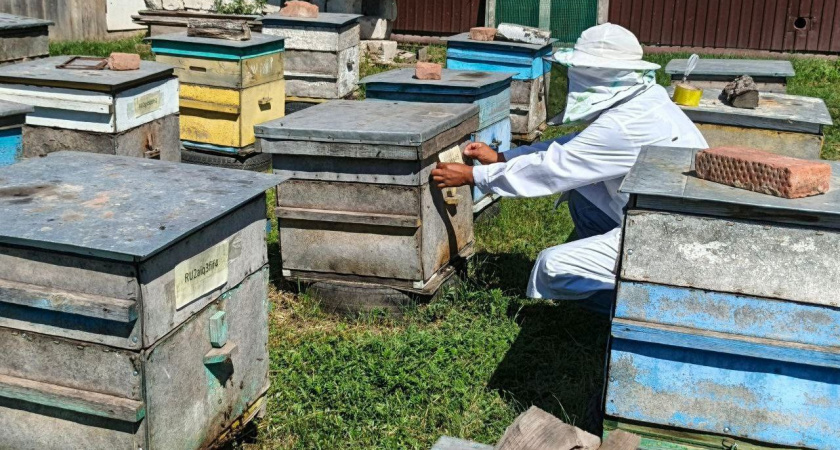    В Иркутской области зарегистрировали более 11 тысяч пчелиных семей