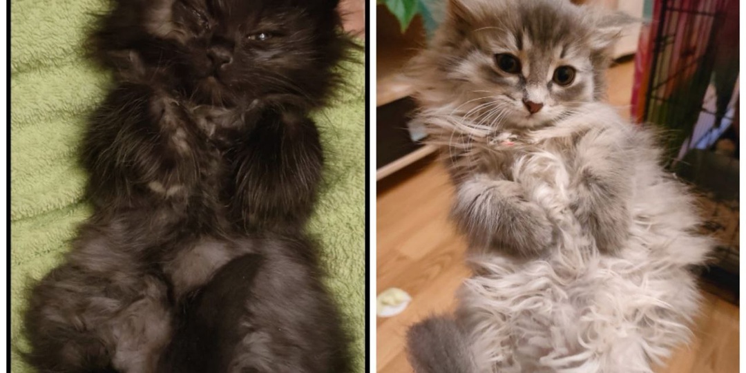 Вывезли котят с деревни. Очень просим помощи для этих малышей🙏🙏