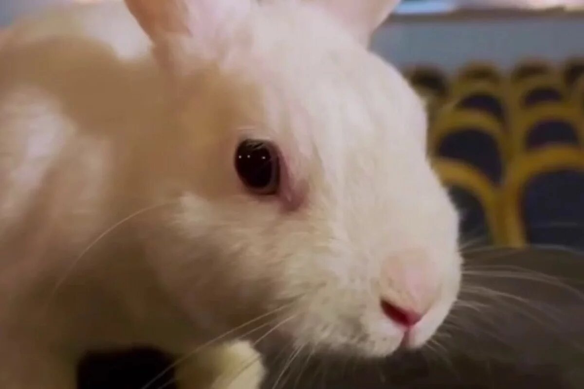    Псковский драмтеатр посетил кролик Кроха